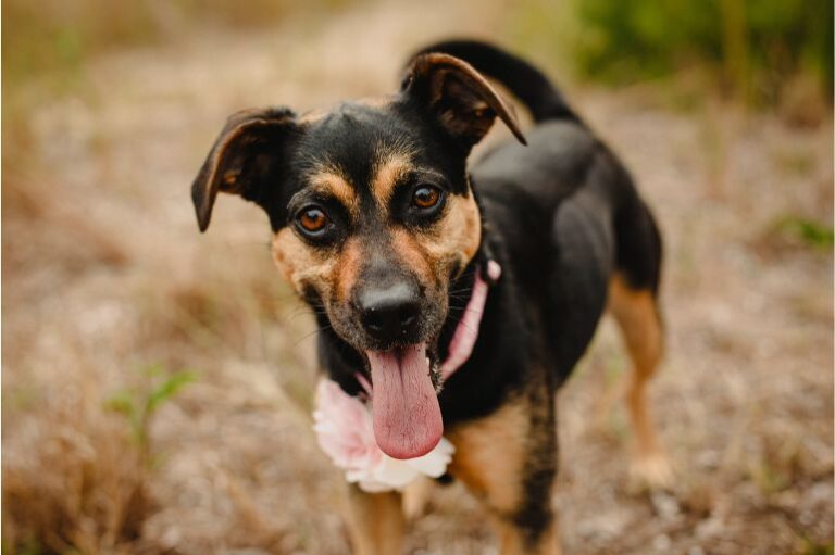 cachorro-com-a-lingua-de-fora1