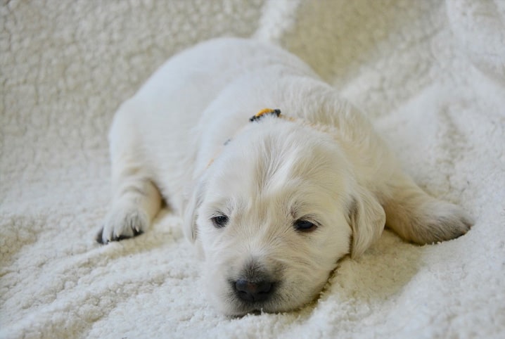 como-fazer-cao-dormir-sozinho