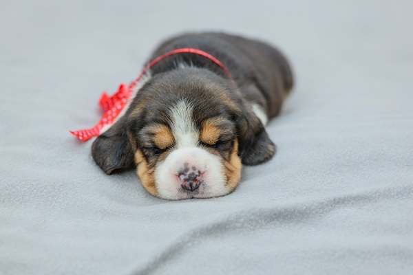 The cute little puppy with a red ribbon tied to the neck is sleeping in indoor